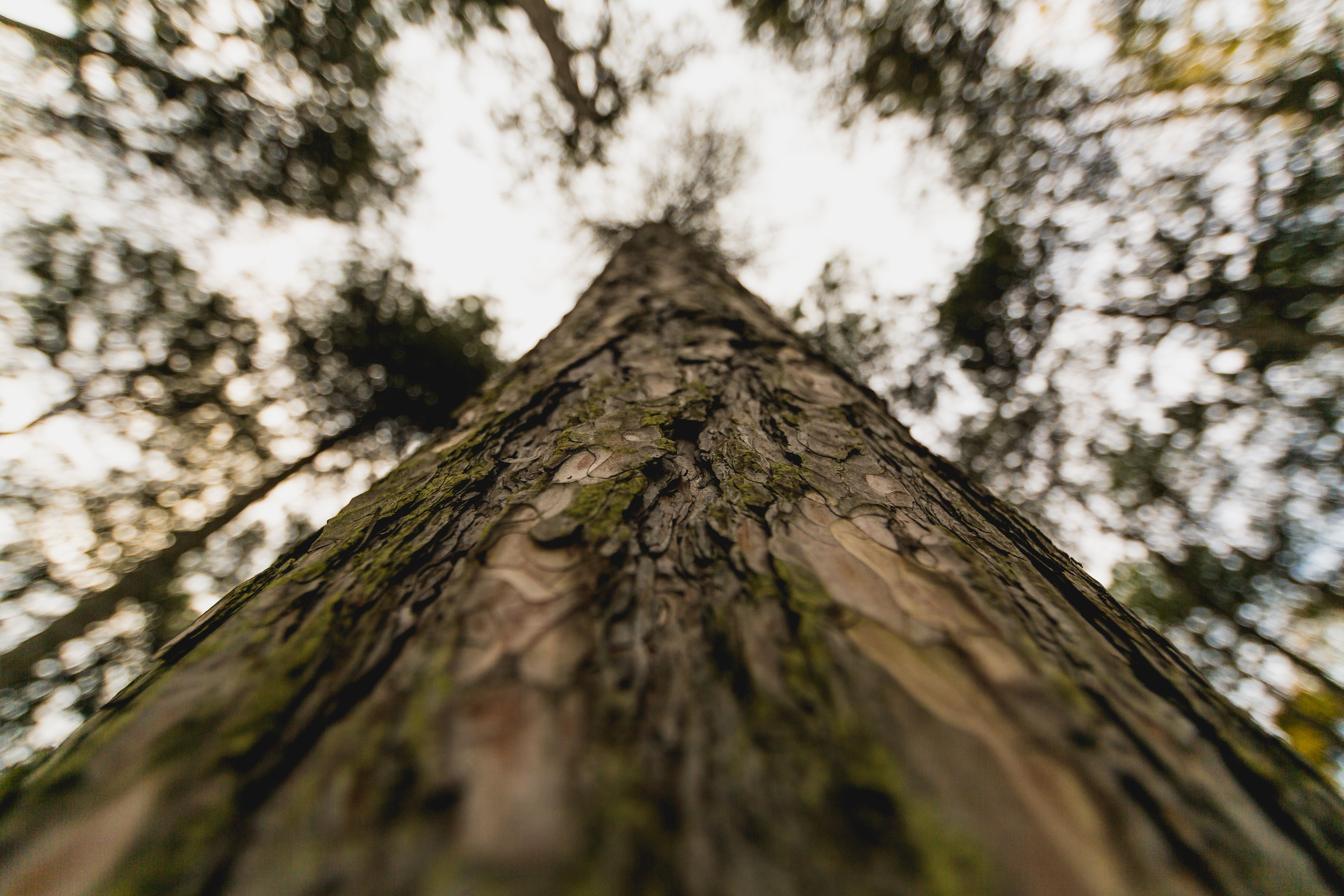 tall-tree-trunk-close-up.jpg